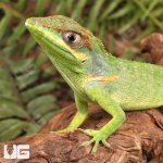 ug_Baby_Cuban_Knight_Anole_3.jpg