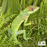 ug_Baby_Cuban_Knight_Anole_2.jpg