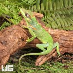 ug_Baby_Cuban_Knight_Anole_1.jpg