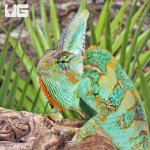 ug_Veiled_Chameleon_(12″+)_5.jpg