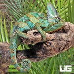 ug_Veiled_Chameleon_(12″+)_3.jpg