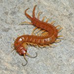 ug_Florida_Keys_Giant_Centipede_3.jpg