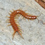 ug_Florida_Keys_Giant_Centipede_4.jpg