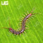 ug_Longtail_Centipede_4.jpg