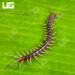 ug_Longtail_Centipede_3.jpg