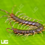 ug_Longtail_Centipede_2.jpg
