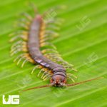 ug_Longtail_Centipede_1.jpg