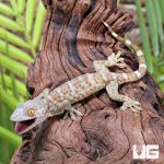 ug_CB_Baby_Tokay_Gecko_5.jpg