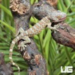 ug_CB_Baby_Tokay_Gecko_4.jpg