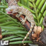 ug_CB_Baby_Tokay_Gecko_3.jpg