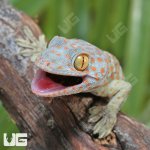 ug_CB_Baby_Tokay_Gecko_2.jpg