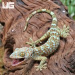 ug_CB_Juvenile_Tokay_Gecko_3.jpg