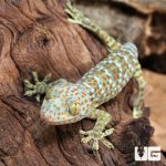 ug_CB_Juvenile_Tokay_Gecko_1.jpg