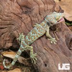 ug_CB_Juvenile_Tokay_Gecko_2.jpg