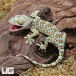ug_CB_Juvenile_Tokay_Gecko_4.jpg