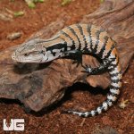 ug_Baby_Merauke_Blue_Tongue_Skink_4.jpg