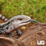 ug_Baby_Merauke_Blue_Tongue_Skink_3.jpg