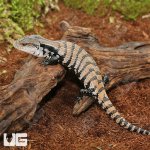 ug_Baby_Merauke_Blue_Tongue_Skink_2.jpg