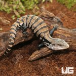 ug_Baby_Merauke_Blue_Tongue_Skink_1.jpg