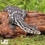 ug_Hatchling_Axanthic_Water_Monitor_8.jpg