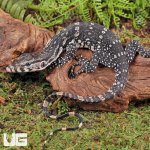 ug_Hatchling_Axanthic_Water_Monitor_7.jpg