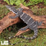 ug_Hatchling_Axanthic_Water_Monitor_6.jpg