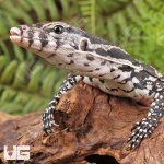 ug_Hatchling_Axanthic_Water_Monitor_5.jpg