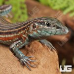 ug_Blackbelly_Racerunner_Lizzard_5.jpg