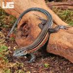 ug_Blackbelly_Racerunner_Lizzard_3.jpg