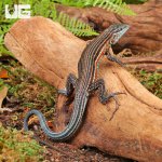 ug_Blackbelly_Racerunner_Lizzard_2.jpg