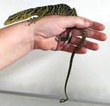 CB large baby.jpg