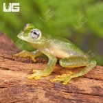 ug_powdered_glass_tree_frog_2.jpg
