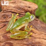 ug_powdered_glass_tree_frog_1.jpg