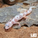 ug_Baby_Albino_Chocolate_Leopard_Gecko_4.jpg