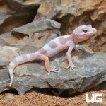 ug_Baby_Albino_Chocolate_Leopard_Gecko_3.jpg