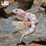 ug_Baby_Albino_Chocolate_Leopard_Gecko_2.jpg