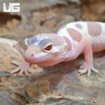 ug_Baby_Albino_Chocolate_Leopard_Gecko_1.jpg