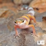 ug_Baby_Albino_Leopard_Gecko_5.jpg