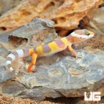 ug_Baby_Albino_Leopard_Gecko_3.jpg