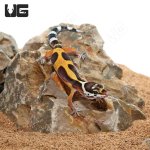 ug_Baby_Clown_Leopard_Gecko_2.jpg