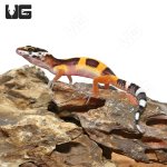 ug_Baby_Clown_Leopard_Gecko_1.jpg