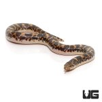 ug_baby_kenyan_sand_boa_4.jpg