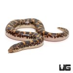 ug_baby_kenyan_sand_boa_3.jpg