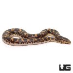 ug_baby_kenyan_sand_boa_2.jpg