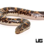 ug_baby_kenyan_sand_boa_1.jpg