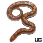 ug_baby_striped_kenyan_sand_boa_4.jpg