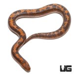 ug_baby_striped_kenyan_sand_boa_3.jpg