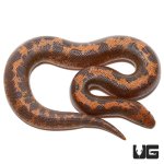 ug_baby_striped_kenyan_sand_boa_2.jpg