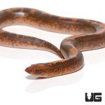 ug_baby_striped_kenyan_sand_boa_1.jpg