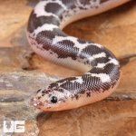 ug_Baby_Anery_Kenyan_Sand_Boa_6.jpg